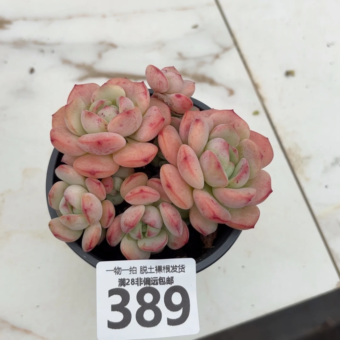 香草老桩无盆土发货