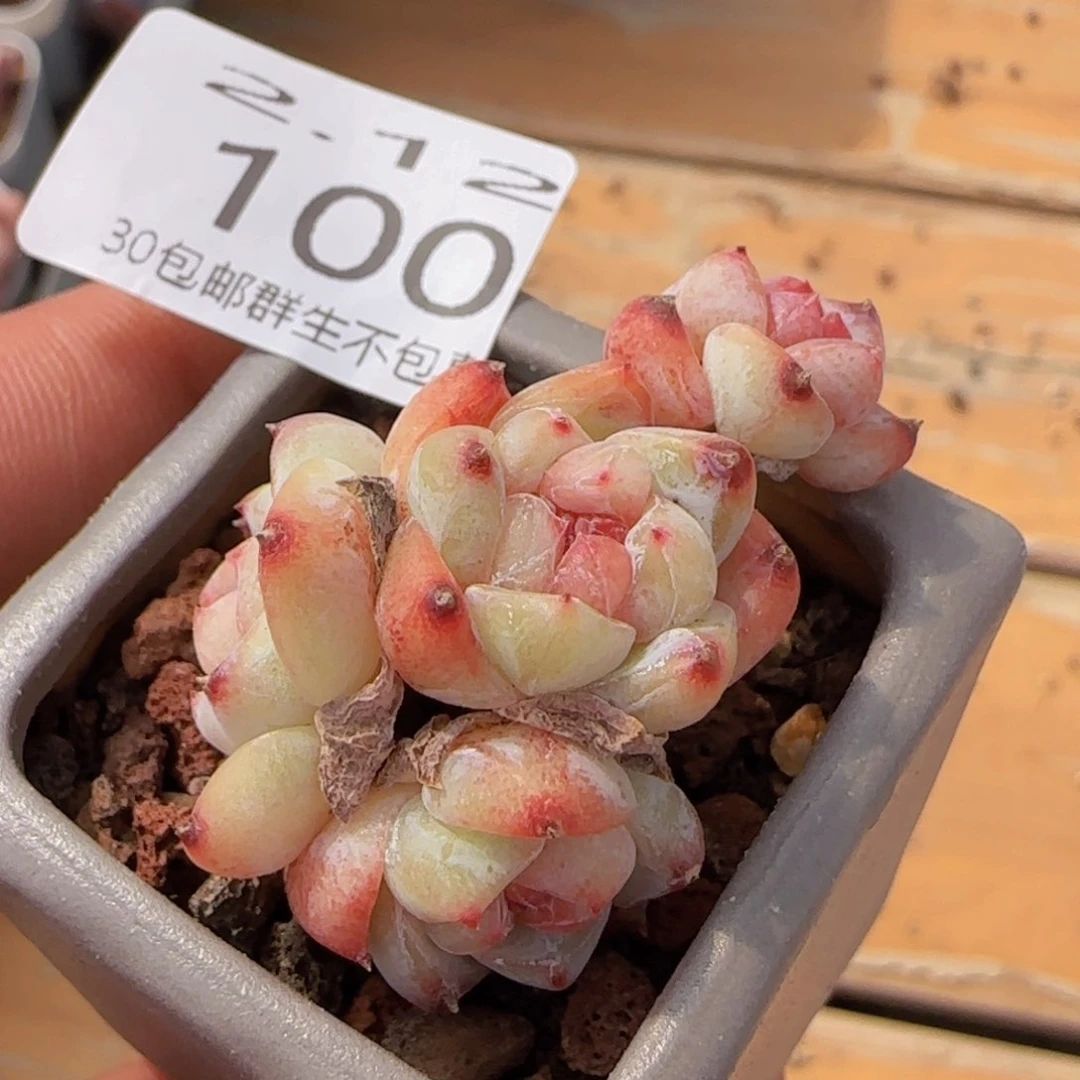 四头太妃糖老桩一颗脱土