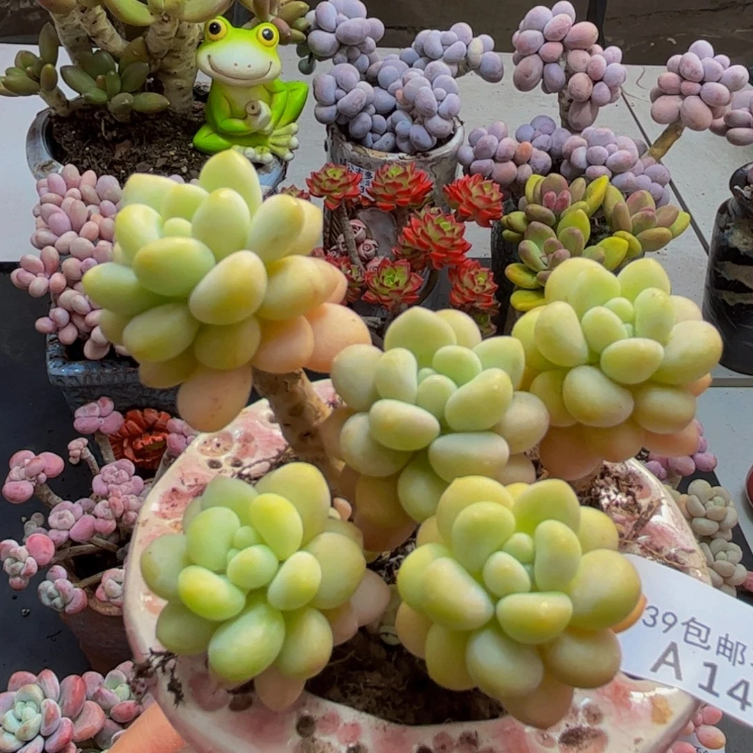 450/8cm洛可可多肉植物
