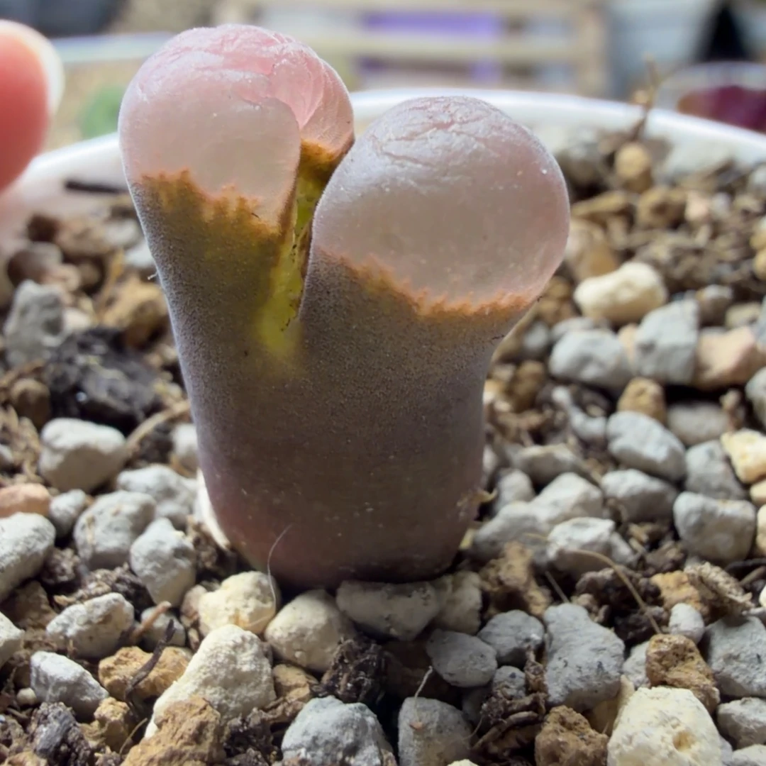 精品母本风铃一颗绝绝子