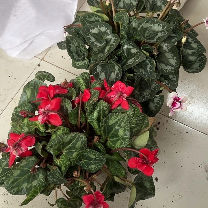 中国大陆红色蝶衣加皮克精灵