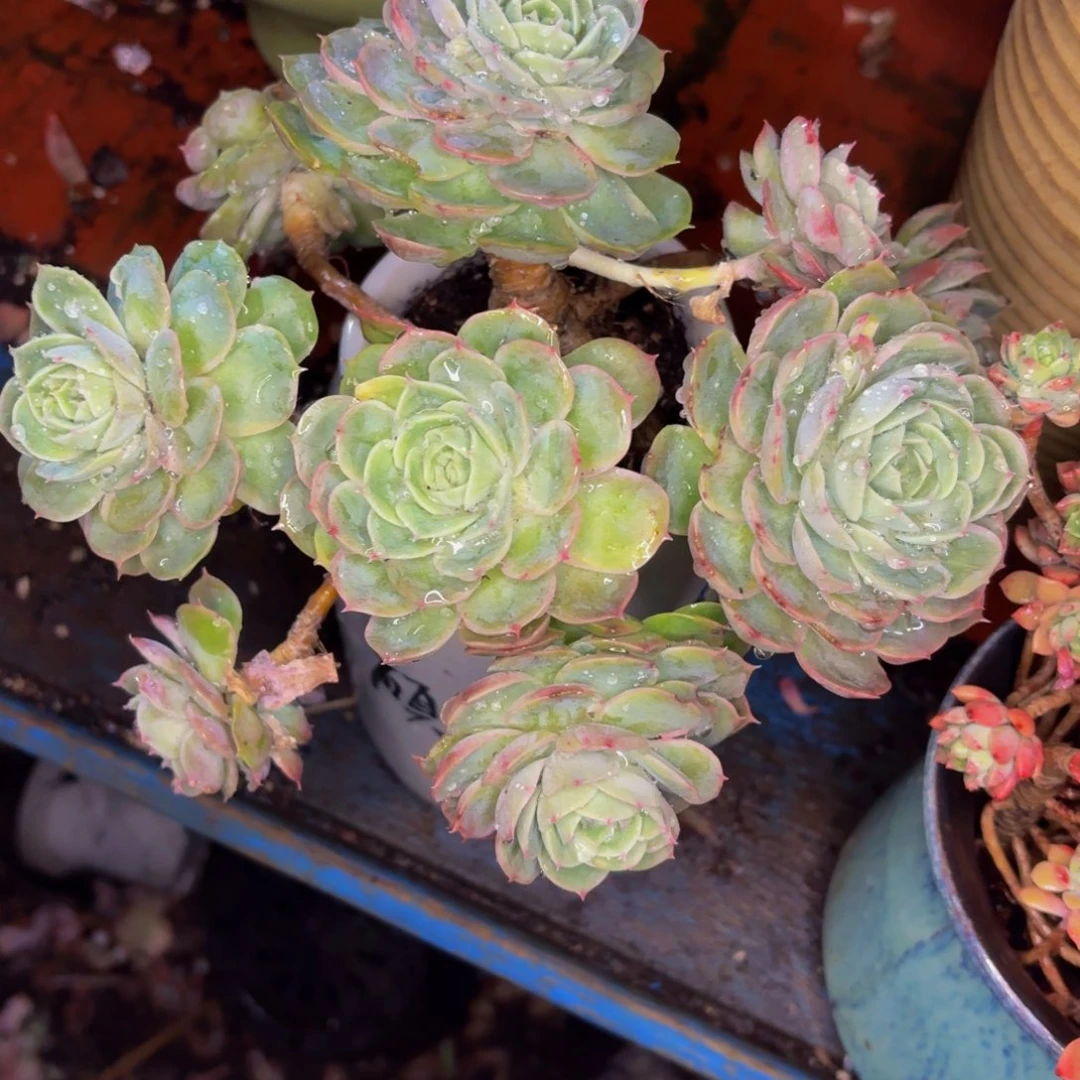 葵***花老桩精品肉肉阿斯诺