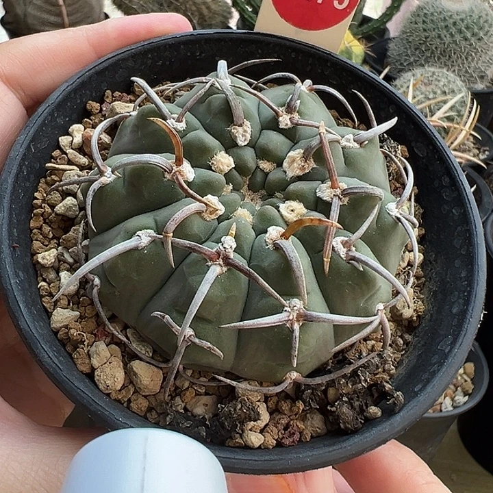 实生豪刺一本刺6.3cm