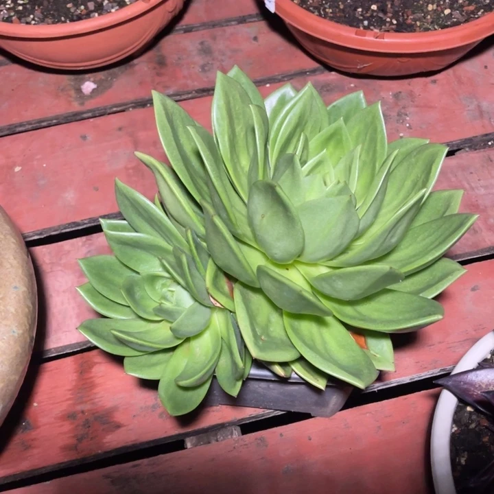 翠花一物一拍多肉