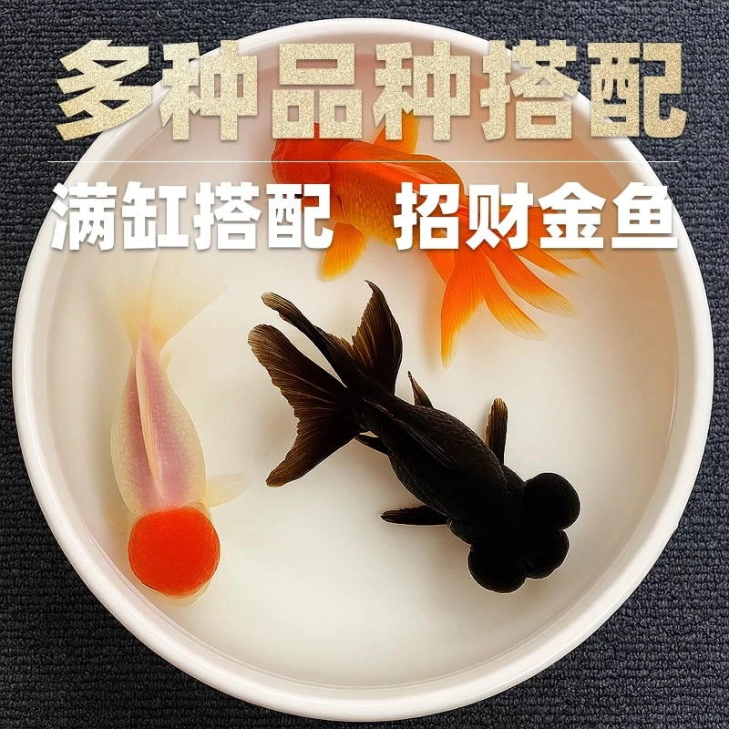 【精品国粹金鱼】6-8厘米11条丹顶红狮黑红龙睛冷水观赏鱼金鱼包邮