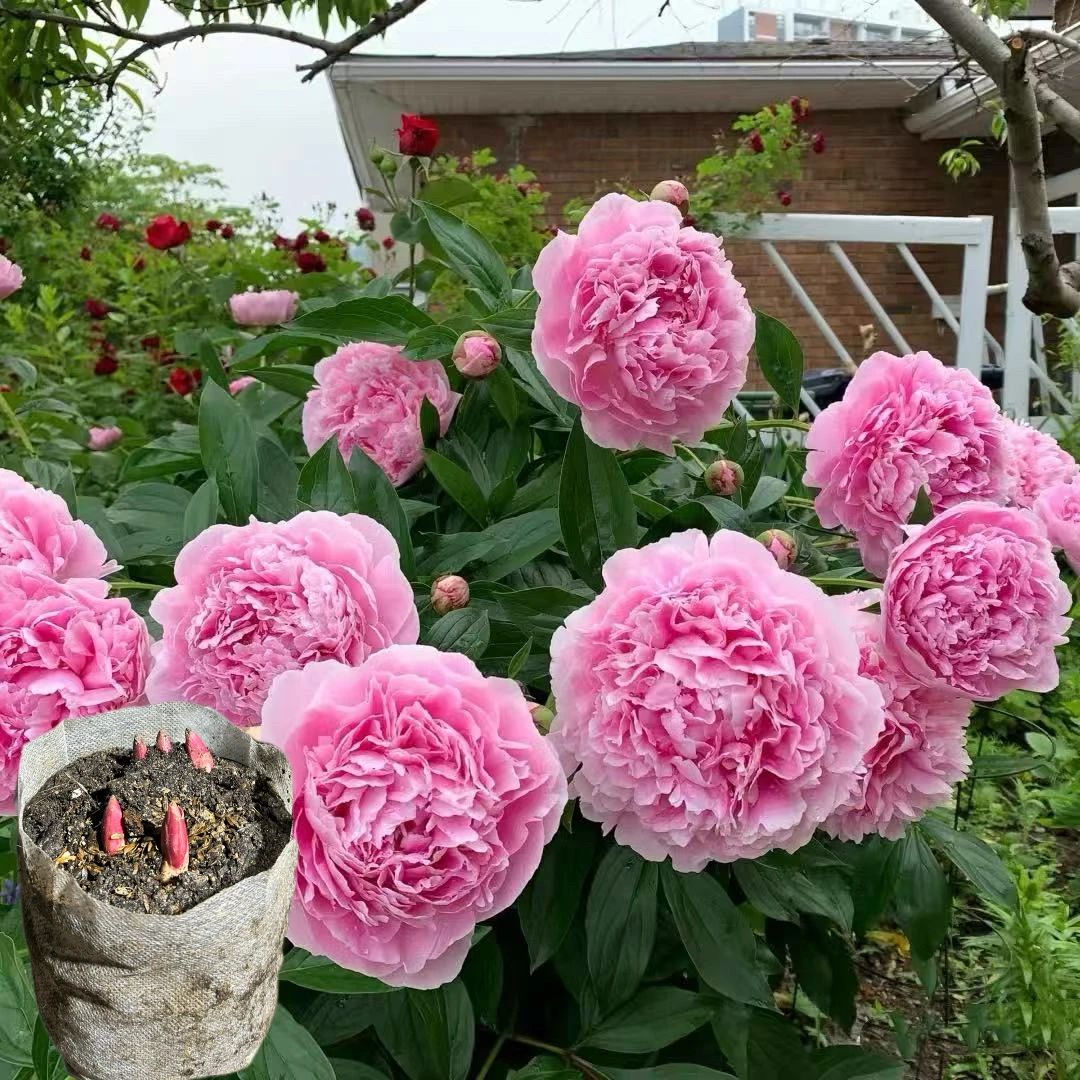 粉沙拉（培育袋带土发货）正宗重瓣观赏芍药苗山东菏泽基地直发