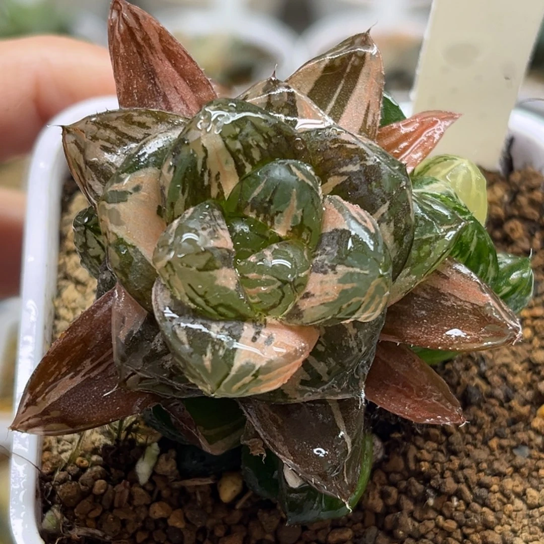 6丸叶马琳玉露锦带仔福利专场