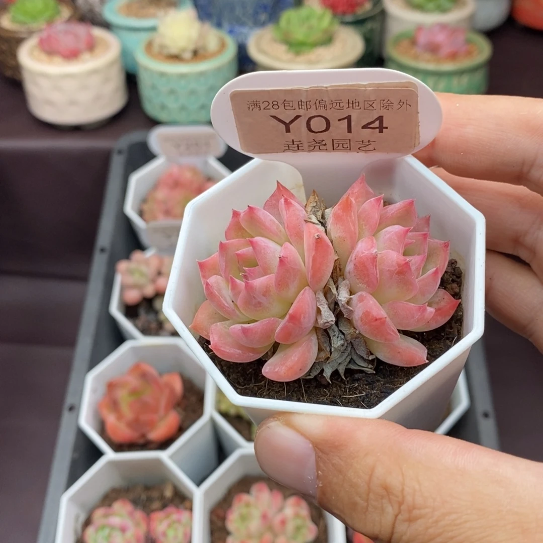0014 卡洛琳 5.5cm
