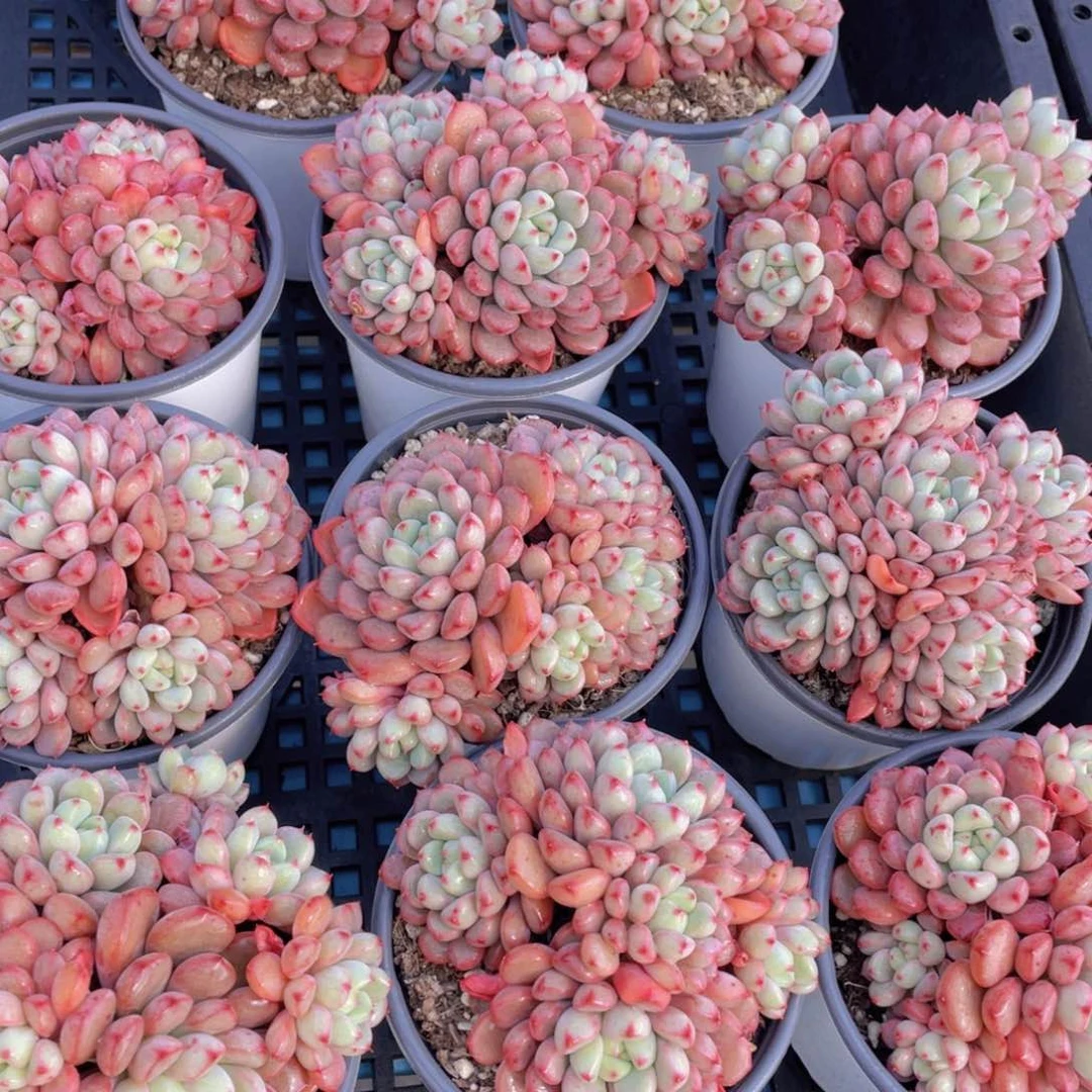 量拍18号雪桃母本大群生四头起一个