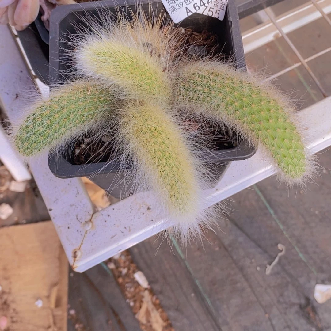 九尾狐有砍642多肉植物