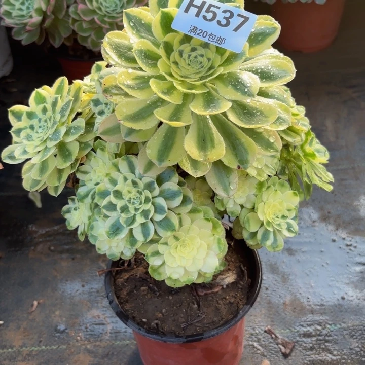 瑞妈，，，。。。537保时捷，