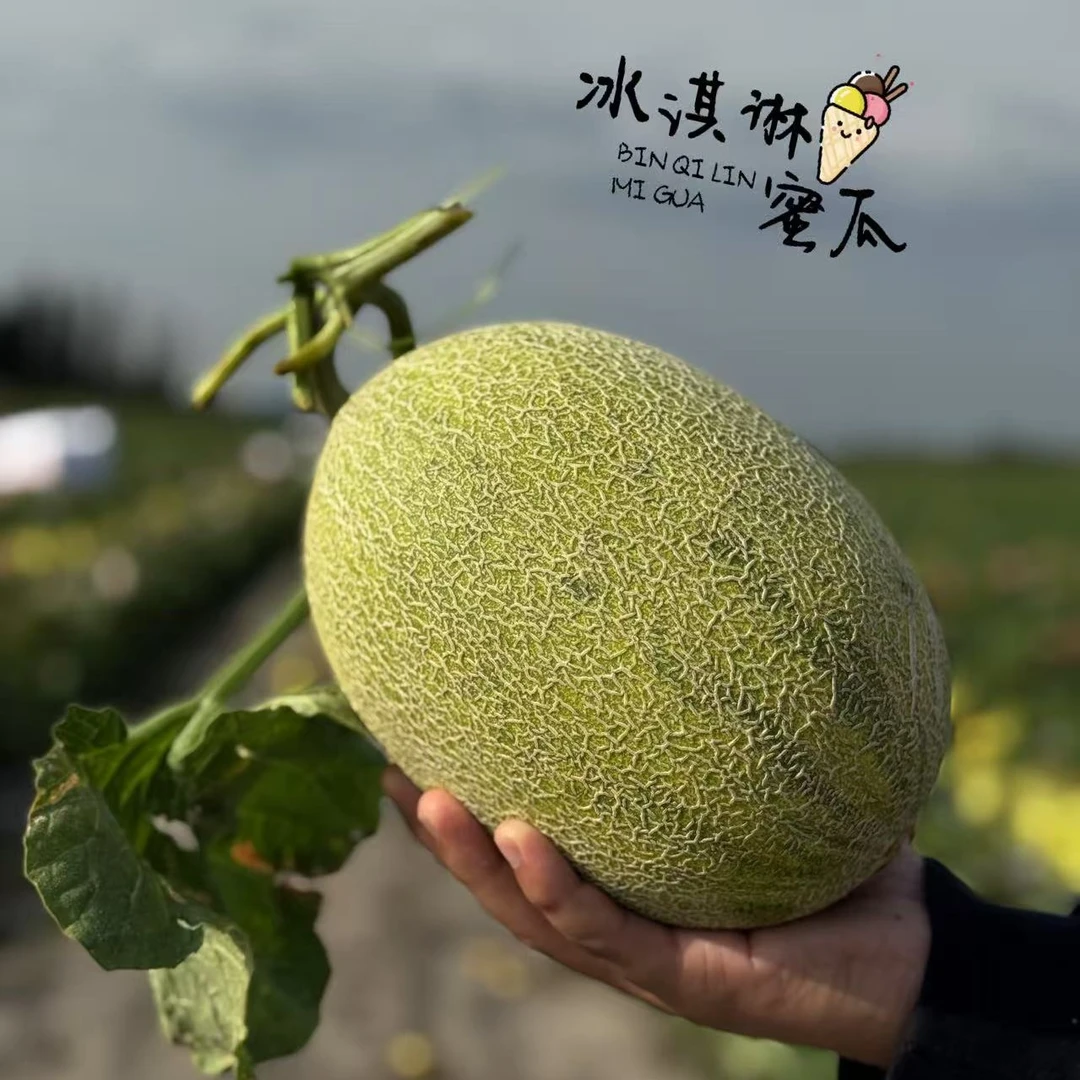 【新疆冰淇淋蜜瓜】顺丰航空新疆冰淇淋蜜瓜新鲜当季脆甜爆汁水果