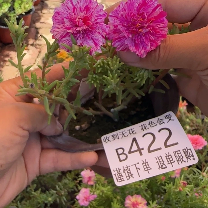 当前无花朵，栽培后可花朵B422超小苗盆口10cm
