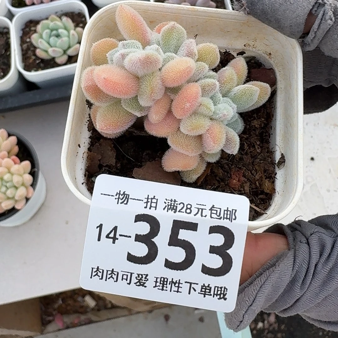 雪晃星缀无盆土发货无