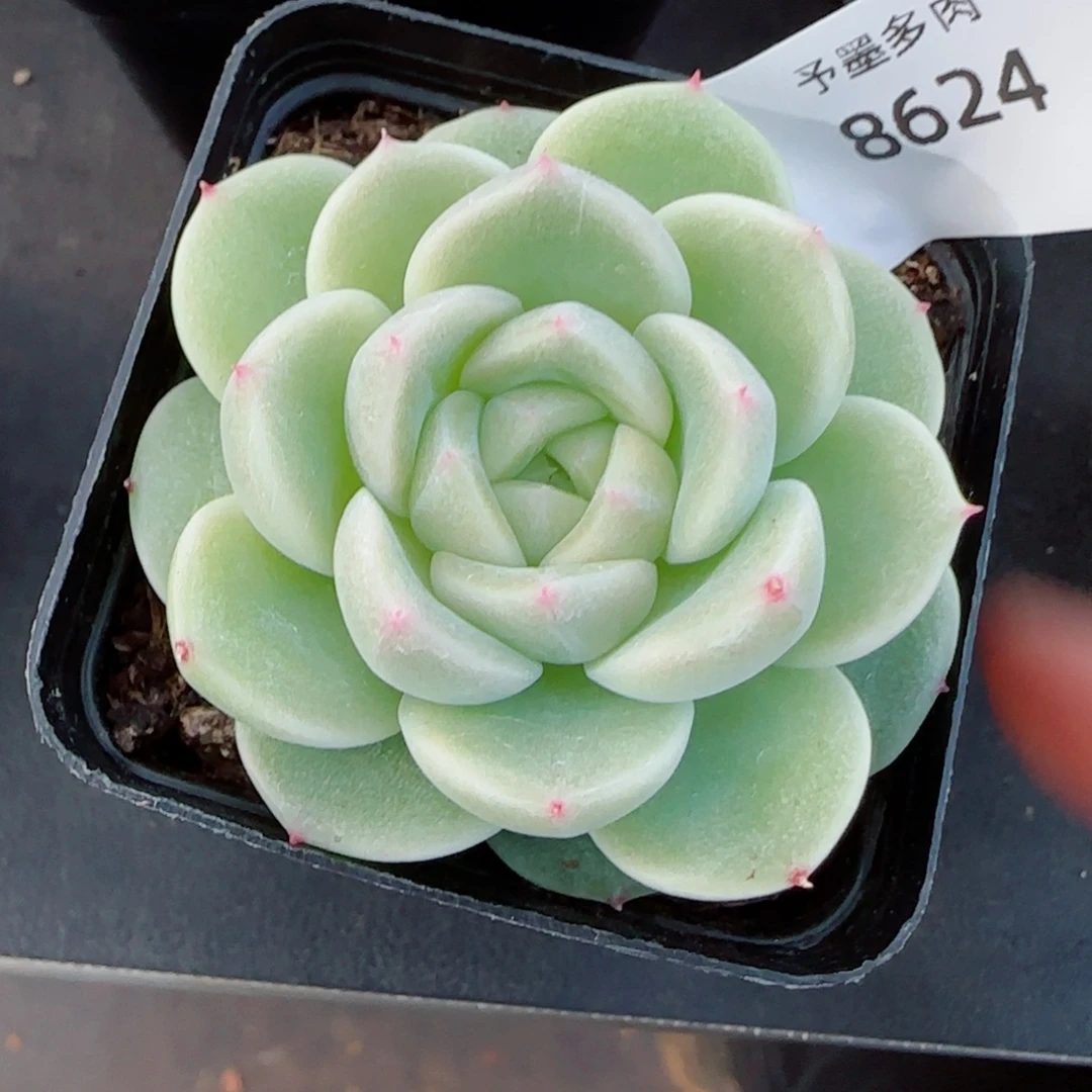 倾城珍妮，8624多肉植物