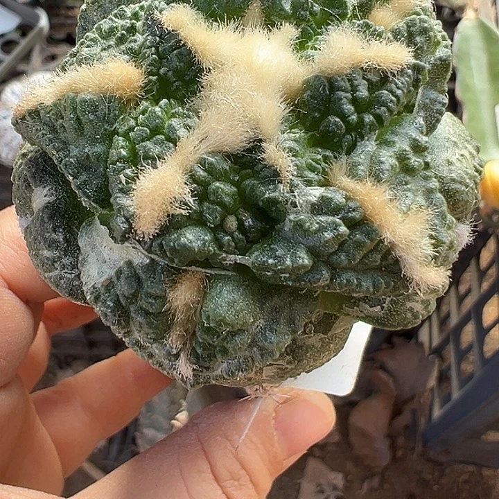 龟甲连山323仙人球