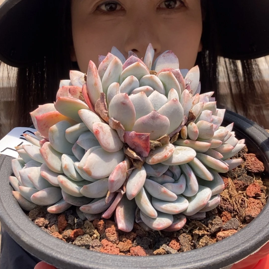 7-112 一物一拍直播了为准