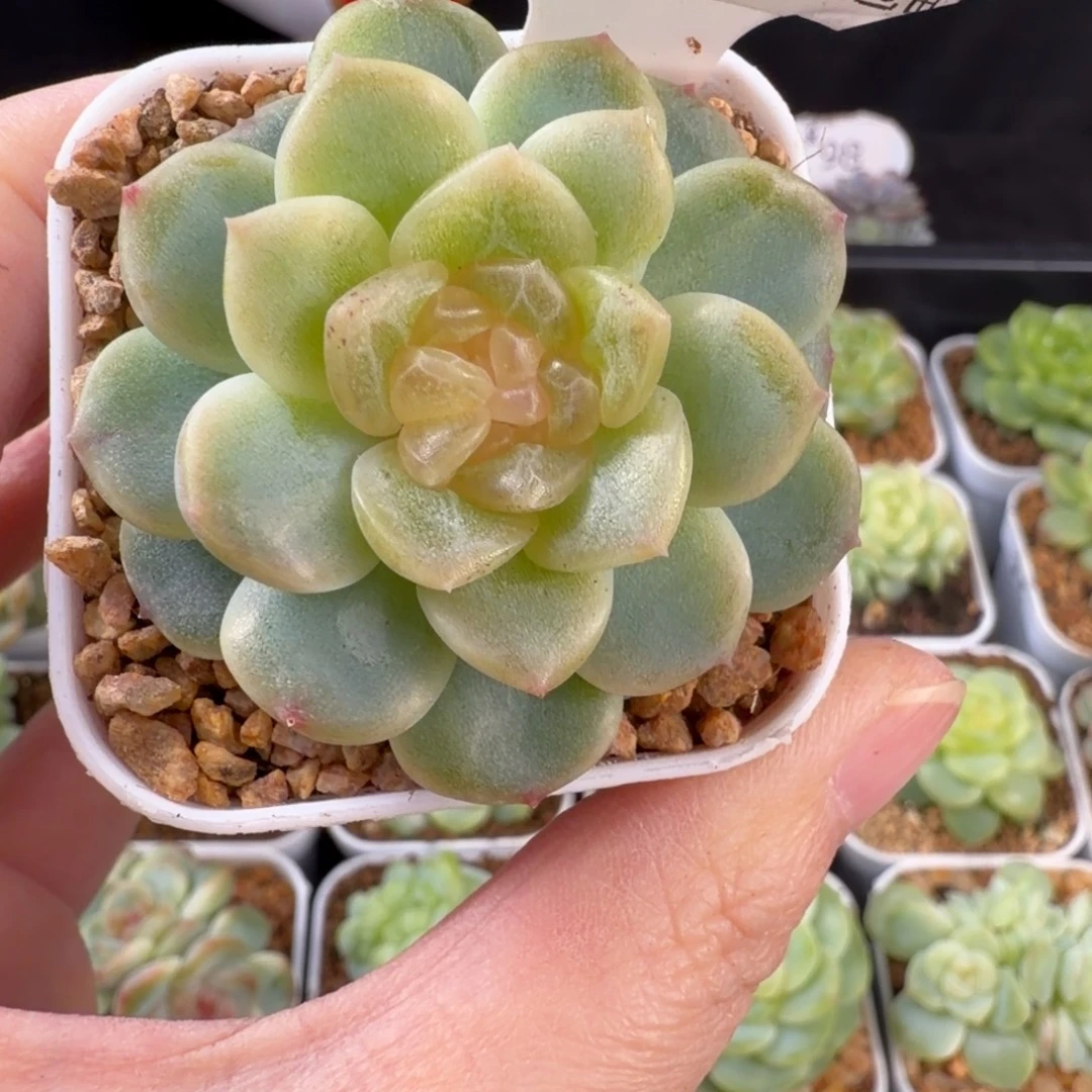 无尽灯单头福利207号