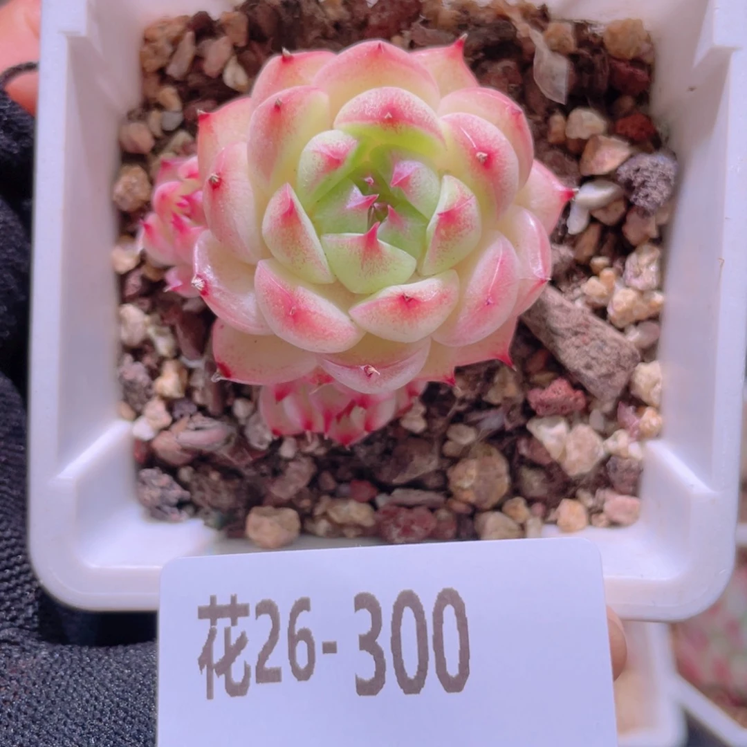 花利美26-300海王