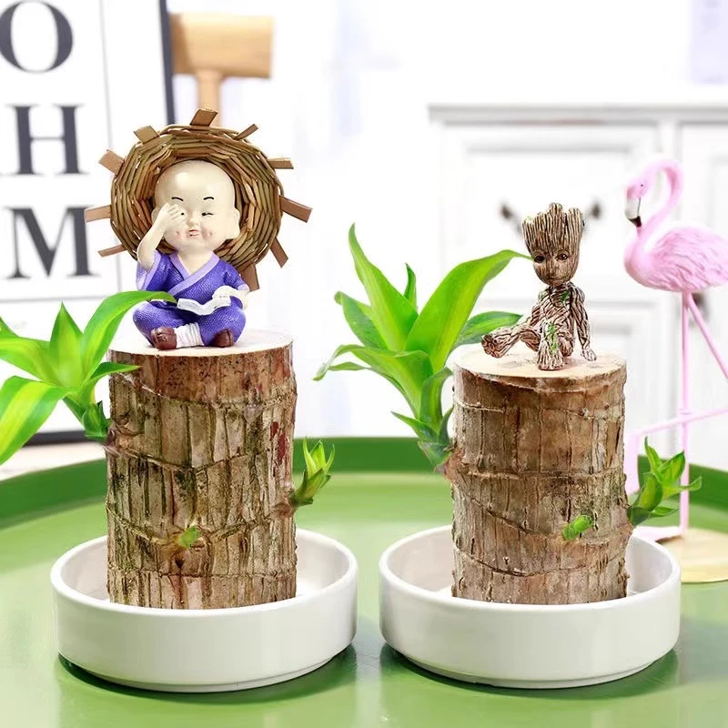 【花伴水】带芽巴西木水培养室内桌面办公室绿植盆栽客厅办公桌