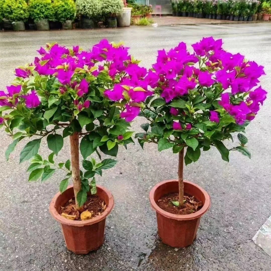 云南紫三角梅盆栽阳台庭院室外耐寒花卉植物新手好养