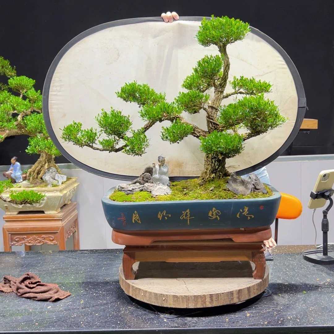 溪**✔黄杨盆景老桩四季长青