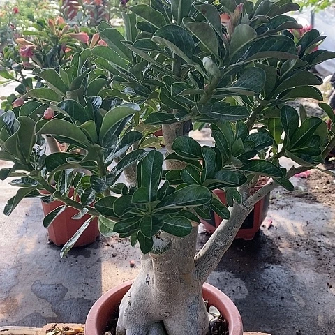 【闪购商品】无花朵艺***8