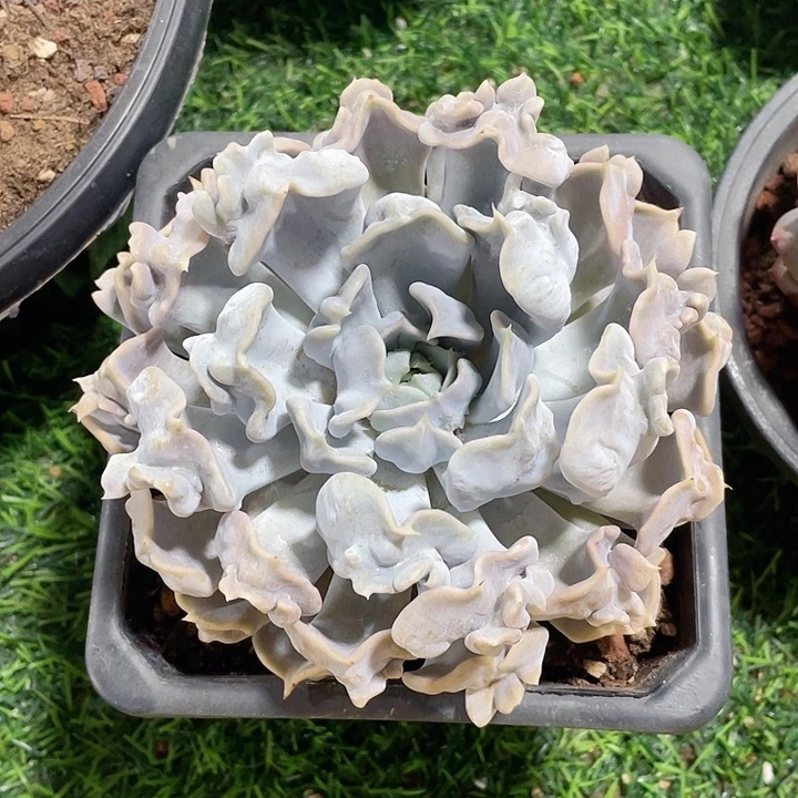 惊悚珍珠冠幅13 公分一物一拍