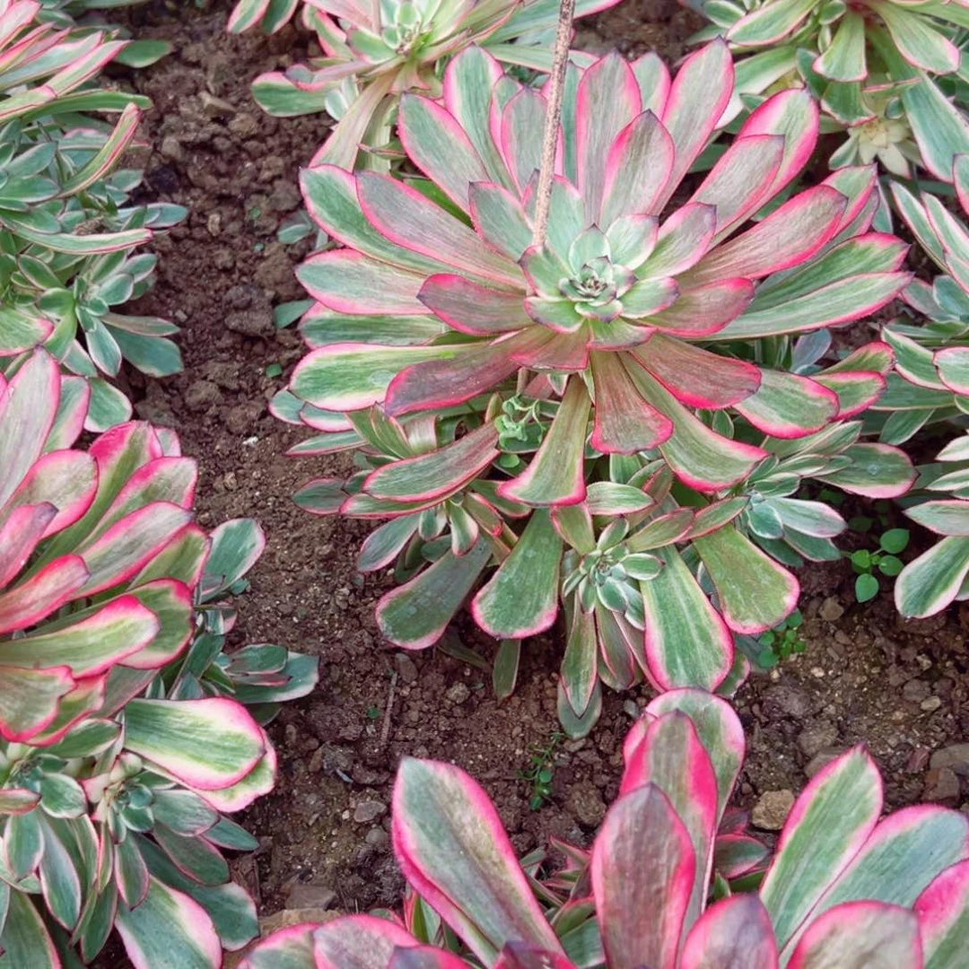 烟花多肉植物手捧