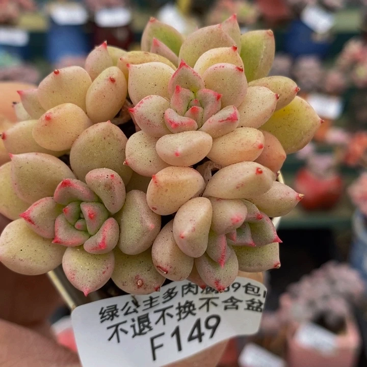璀璨6cm149多肉植物