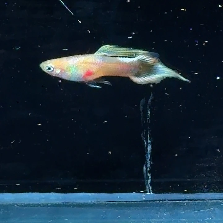 孔雀鱼黄化白金矛一对赛级