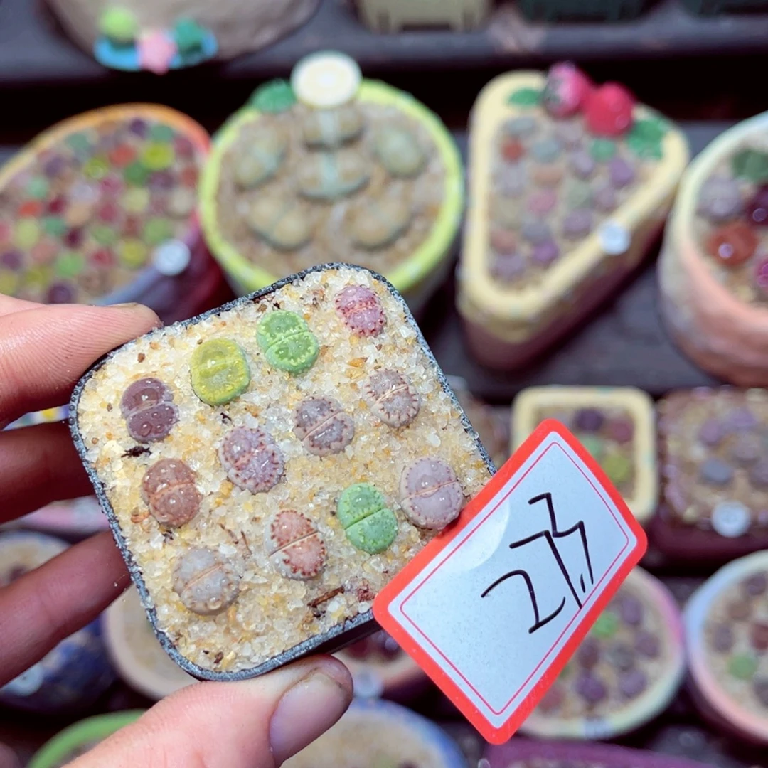 273生石花带盆发1