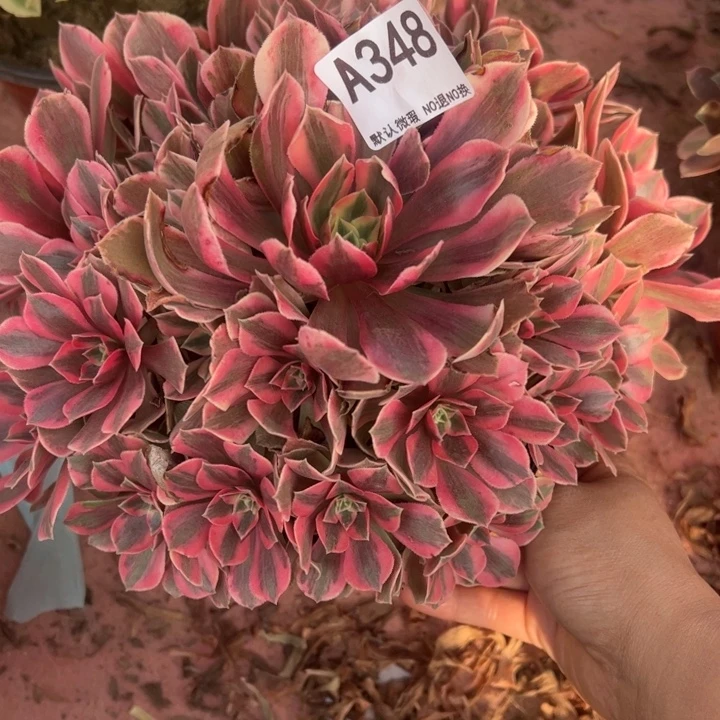 女妖多肉植物348.