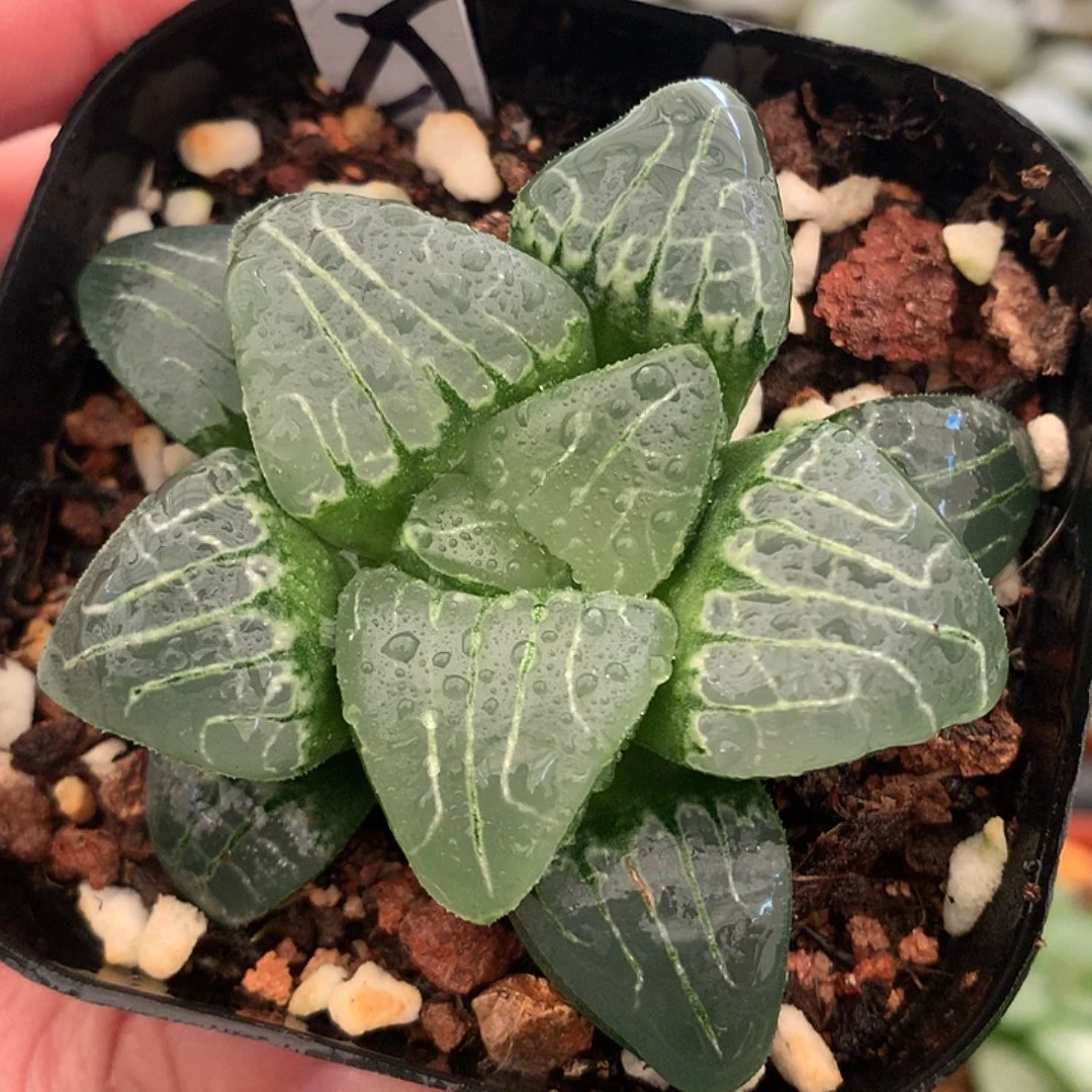 25号粉色甜心克一物一拍