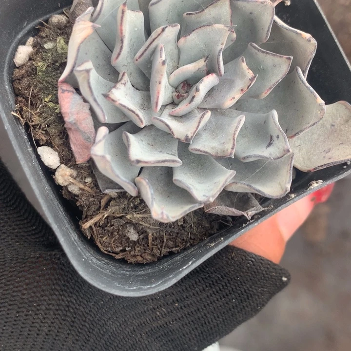 诺娃  （不满9.99发空盆冷地区不拍保温扣3.9多肉）