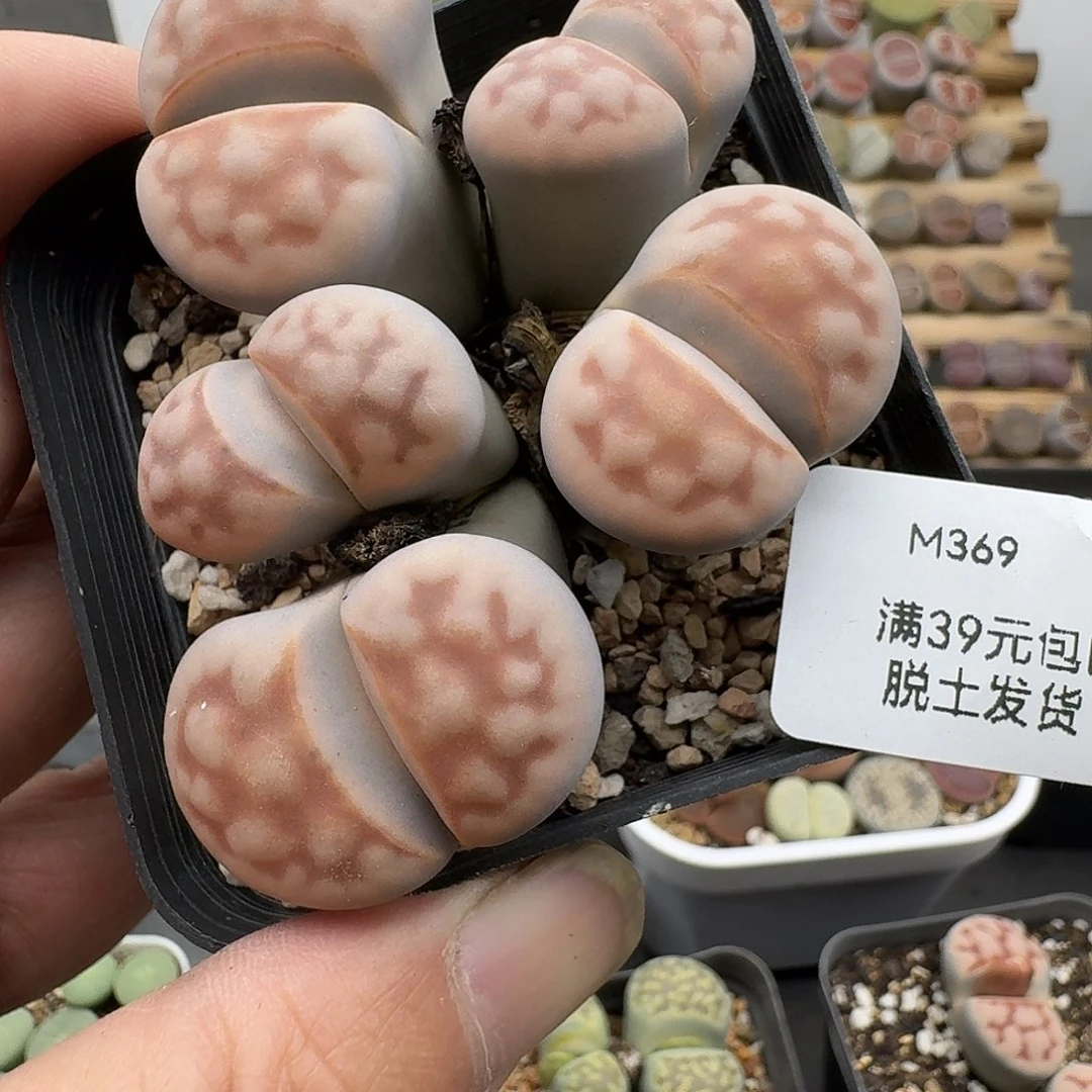 369多肉哈哈哈哈哈哈哈