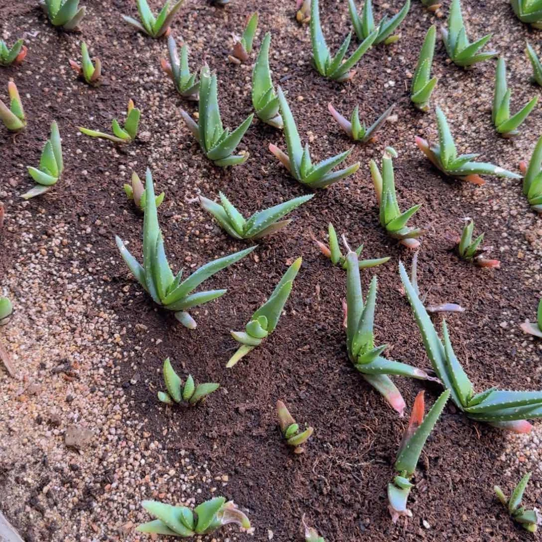 用****字搭配芦荟锦搭配芦荟锦