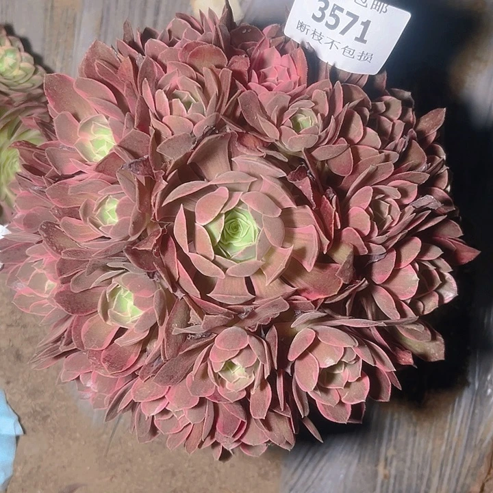 无花朵3571浣纱多肉植物