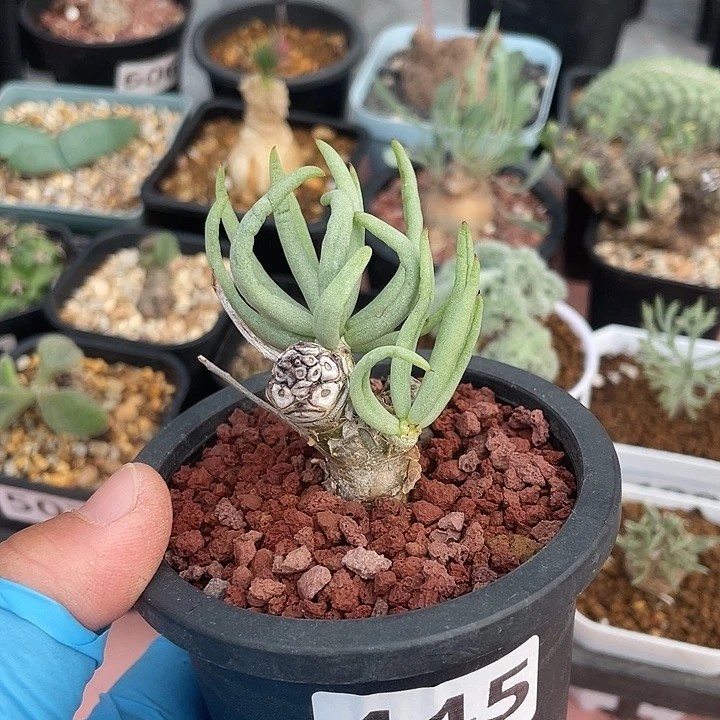 445产地白象奇峰锦