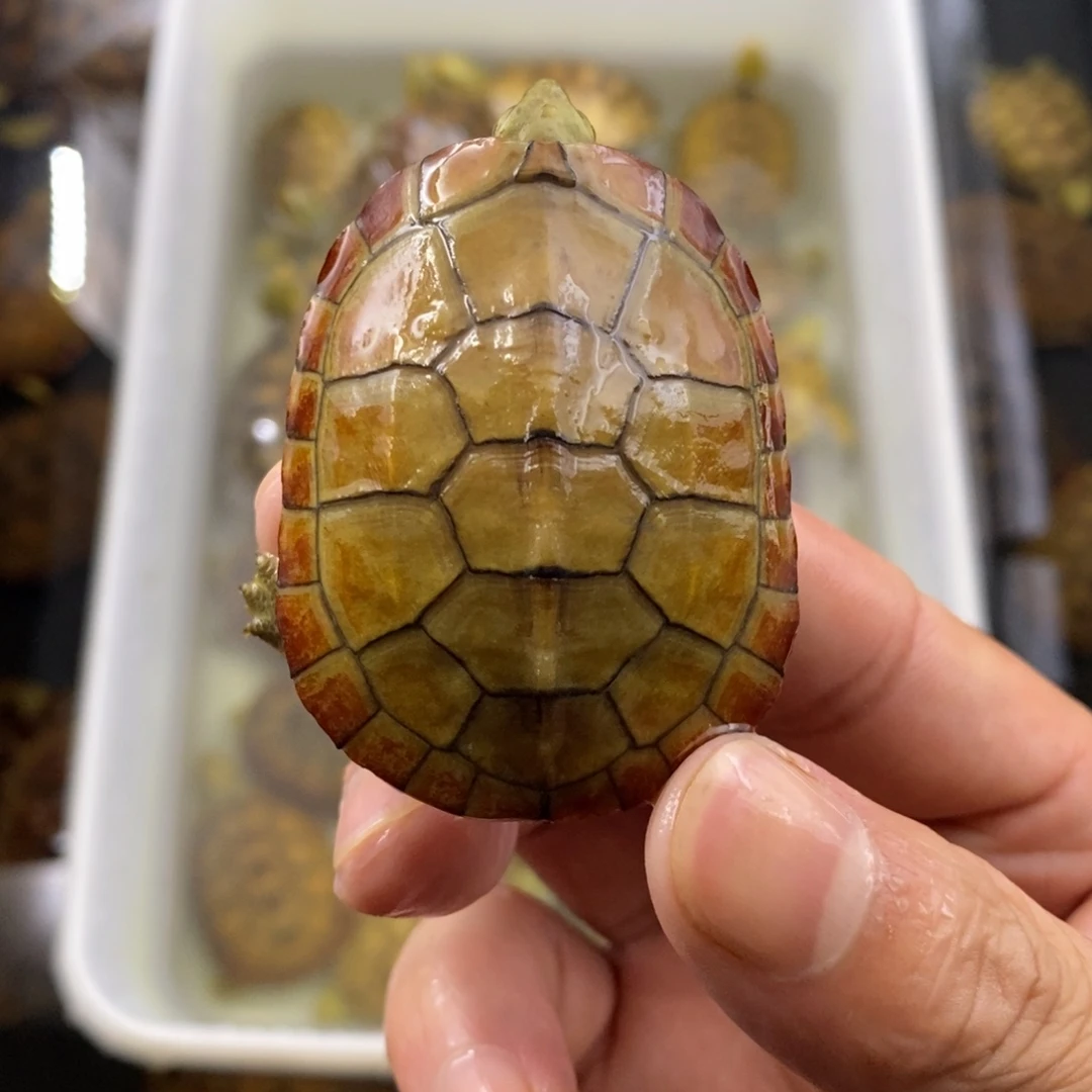 母宠物龟@***、红边水绣5.3cm