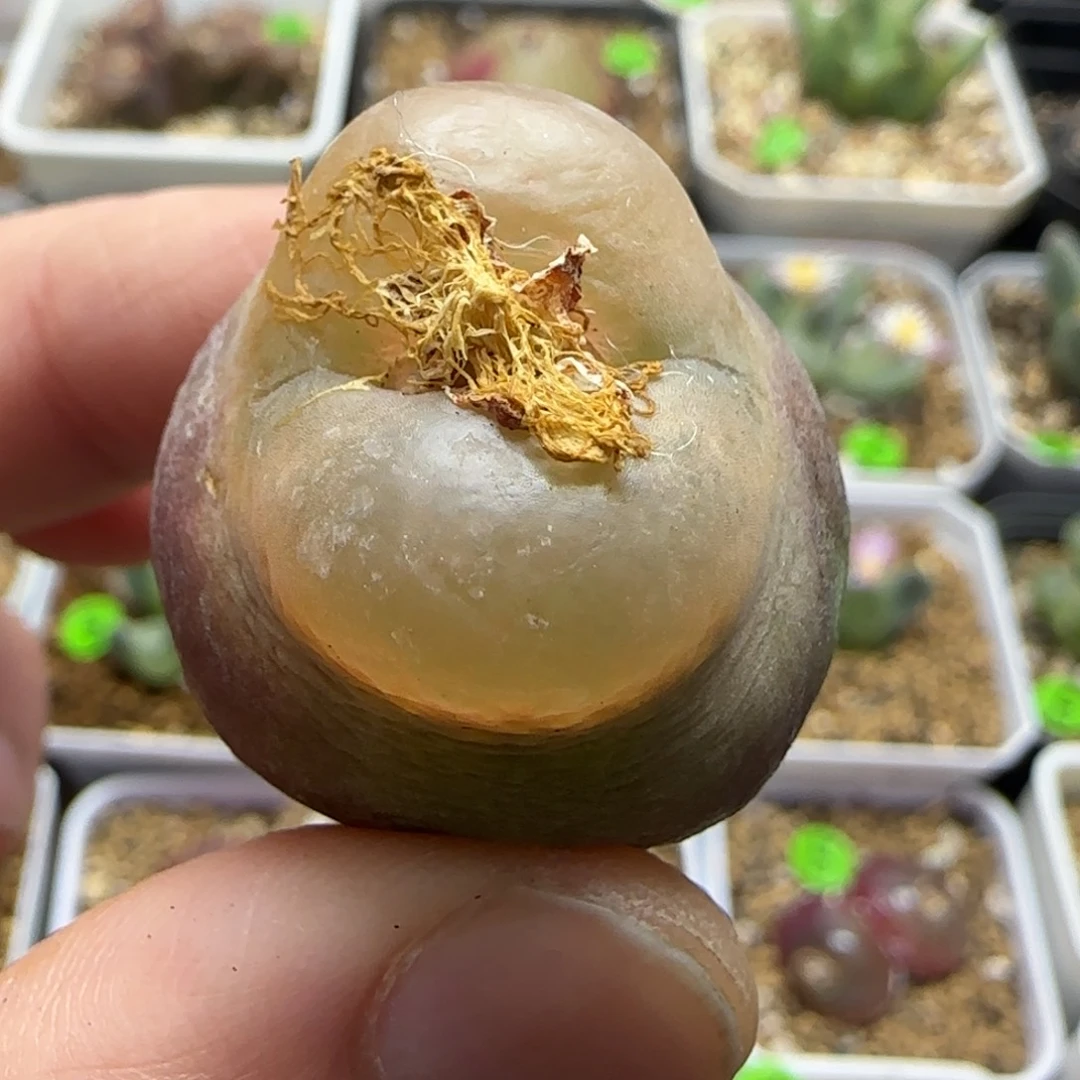 大肚子2.6+多肉植物162