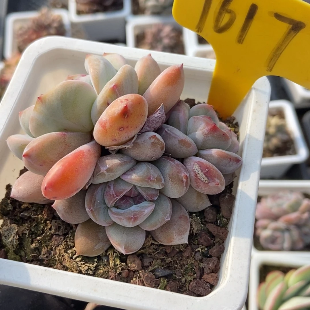 1617石榴籽多肉植物保护