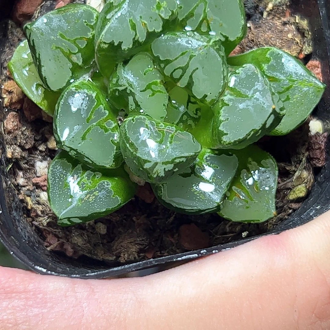 绿焰寿十二卷多肉植物
