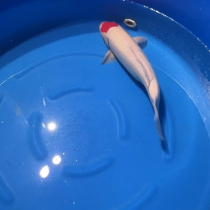 海水鱼但丁专拍链接