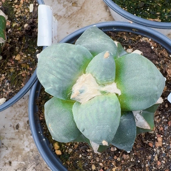 无花朵090白肌青瓷怒东四