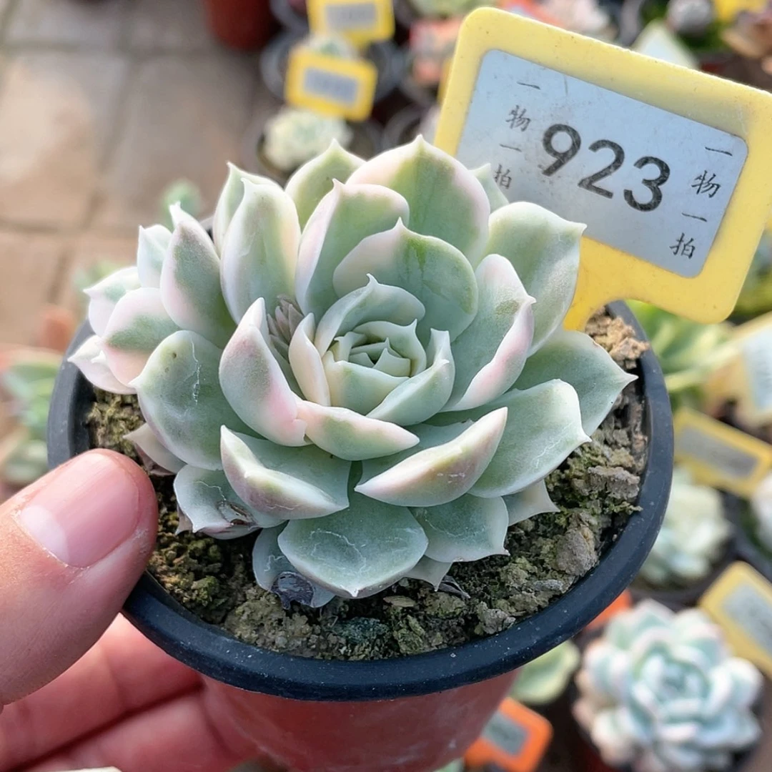 【闪购商品】923号