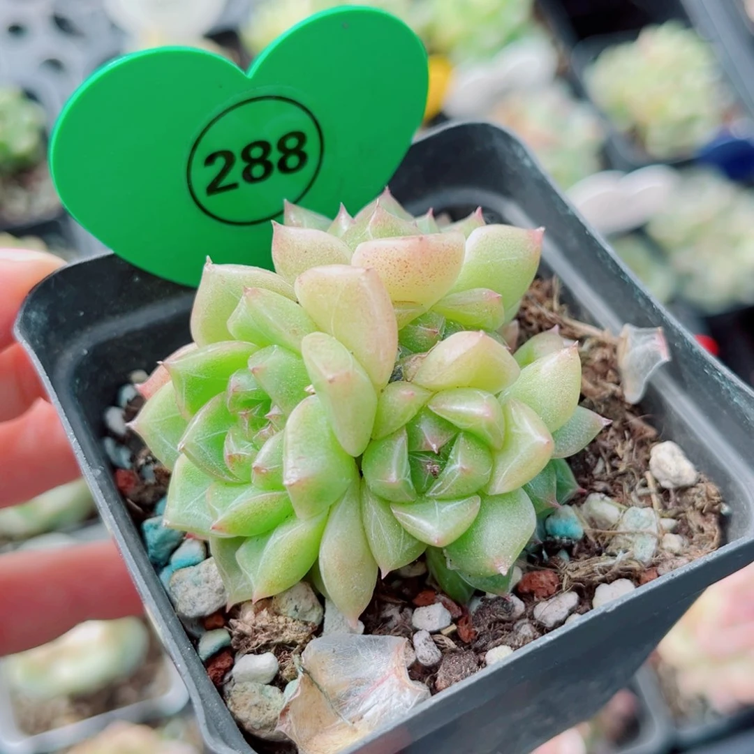 风靡园艺新品珍妮群