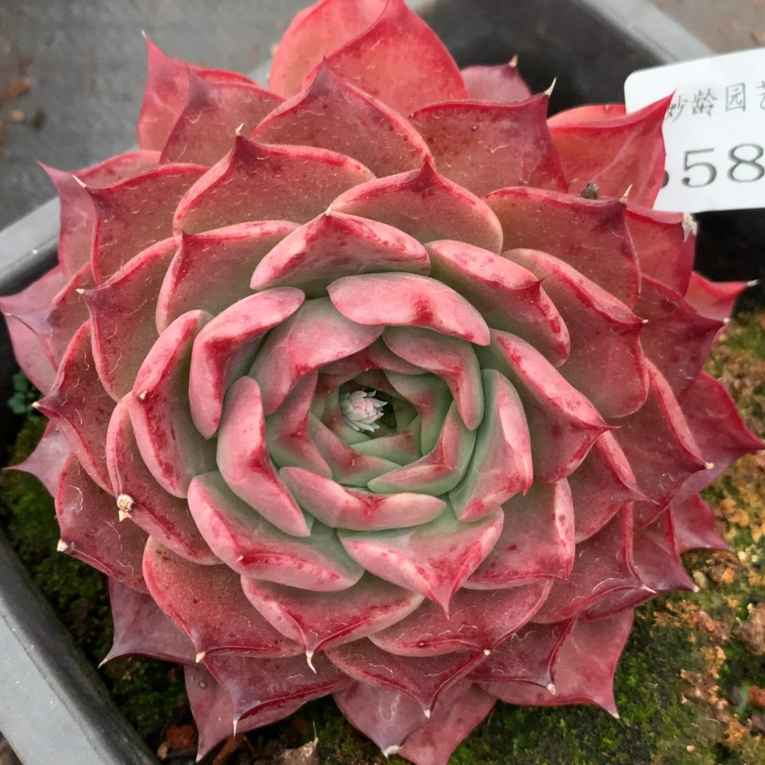 5585杂交多肉植物