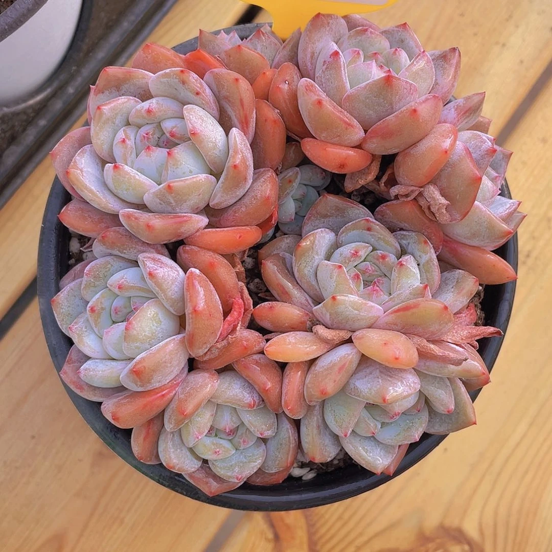 1199号 石榴籽星影组合拼盘满满一盆