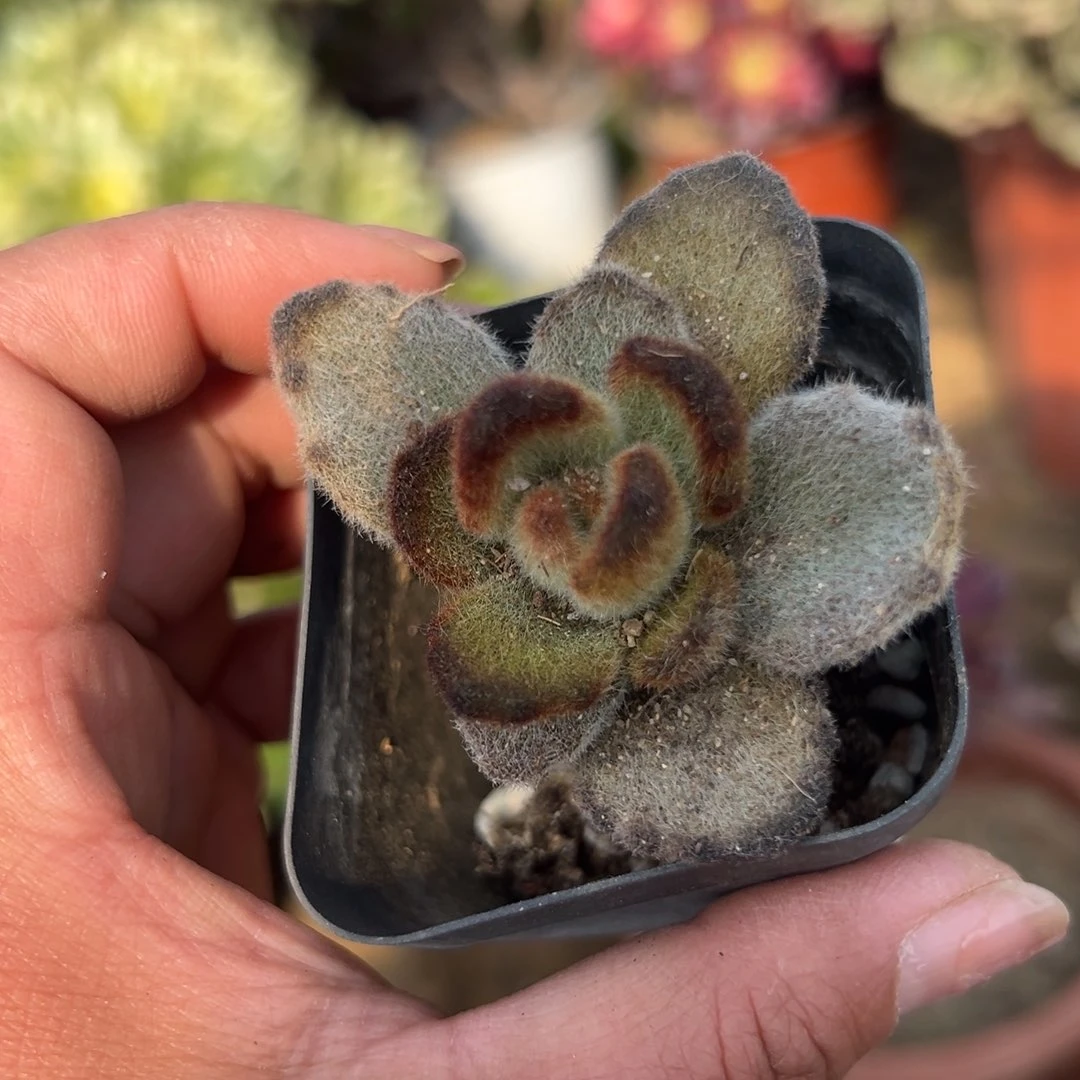 多肉植物多肉植物